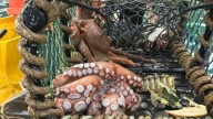 The octopus boom: 'Urgent' study launched to understand surge in sightings