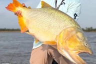 TIGRAZO! Pescadores de Buenos Aires capturaron dorado de 30 kilos en las aguas del Paraná
