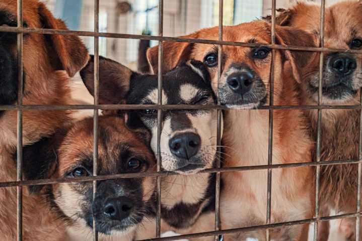 Highland Lakes Canine Rescue a stop on viral shelter fundraising tour