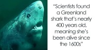 “Yup That Exists”: 109 Weird Things That Sound Made Up But Are Very Real (New Pics)