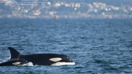 Las orcas entran en las rías para comer pulpo gallego