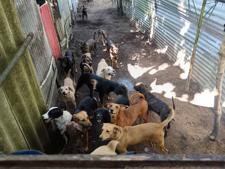 Entre croquetas, heridas y ladridos: la mujer que ha salvado cientos de animales en Inírida