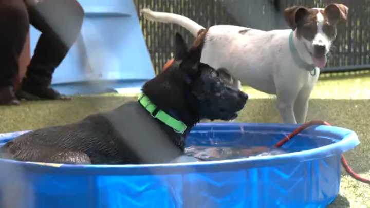 PHOTOS: Clear the Shelters event finds homes for local animals