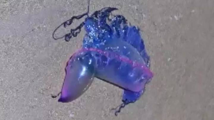 Las carabelas portuguesas "invaden" Gijón: retiran 41 ejemplares de las playas de la ciudad