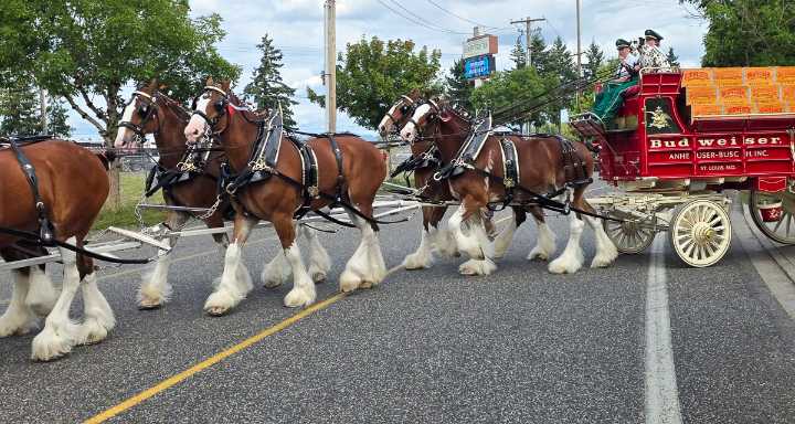 Budweiser Clydesdales bring magic to Clark County Fair, and awareness to Folds of Honor