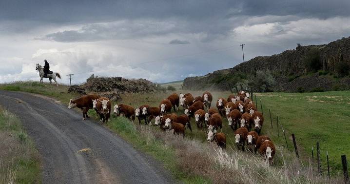 Beef prices hit record for Washington ranchers