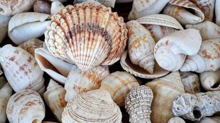 Desempolvá los caracoles que tenés de la playa: con eso y un plato o bandeja vieja, creá este hermoso reloj de pared