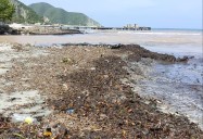 Abundante palizada, restos vegetales, plásticos, latas, botellas, llantas y otros residuos sólidos están acumulados en la playa Los Cocos