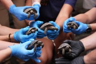 Tortoise hatchlings born of century-old parents come out of their shells at Philadelphia Zoo