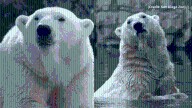 Beloved San Diego Zoo polar bear ‘Kalluk’ dies at 24