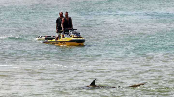 How many shark attacks in the US in 2025 so far? See list