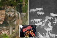 AC/DC has wolves 'thunderstruck' in rockin' new way to protect cattle: