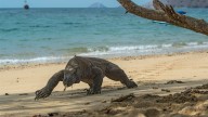 FOTOS | Dragón de Komodo: Un gigante prehistórico que domina las islas de Indonesia #17Ago