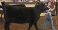 Young showman finds support in the barns at Iowa State Fair