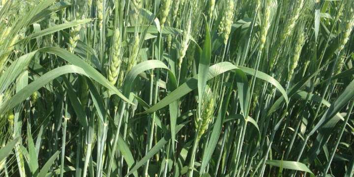 La siembra de trigo alcanzó las 6,8 millones de hectáreas y consolida la recuperación del cultivo
