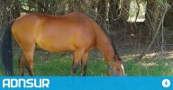 19:01 Conmoción: encontraron al caballo "Lorenzo" que fue robado en el Alto Valle y tuvo el peor final
