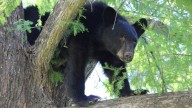 Aprueban en Florida primera caza de osos en más de una década