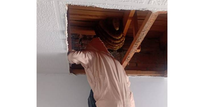 No son malandras, pero piden reportar al 911 enjambres de abejas