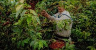 Eje Cafetero: esta es la riqueza verde que atrae a extranjeros, ¿cómo aumentar el turismo y cuidar lo local?