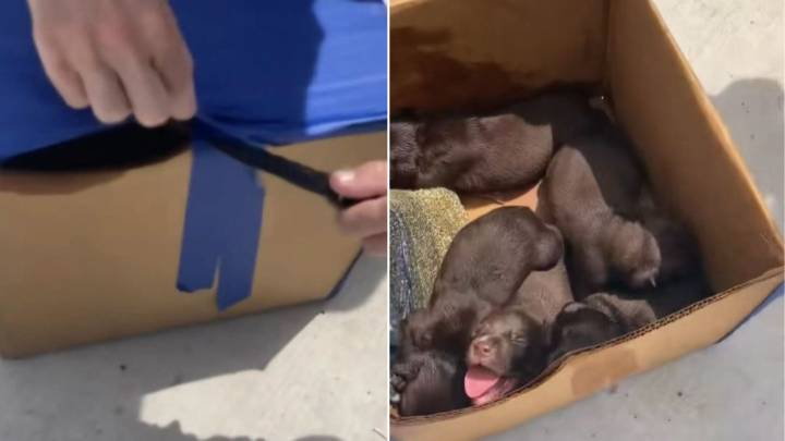 Left In A Box In An Alabama Dumpster, Five Little Puppies Were Hoping Someone Would Hear Their Cries