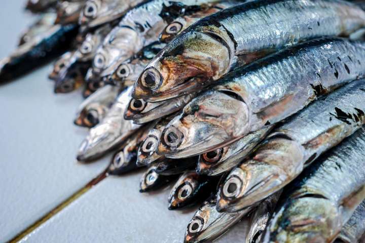 Anchoveta juvenil: Produce limita sanciones a pesqueras