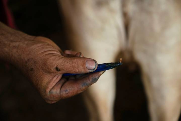 Flesh-eating parasite with ‘sharp mouth hooks’ found in US after decades