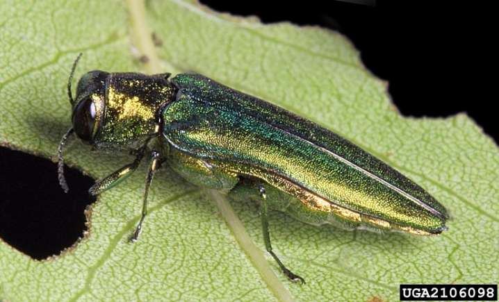 Tree-destroying invasive beetle may already be in Portland undetected, expert says