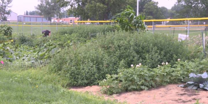 Bismarck Community Gardens give residents space to grow