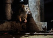 Birth control tested on Lincoln Park rats after owl deaths