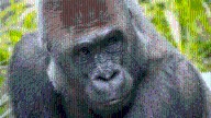 'Maka,' gorilla at San Diego Zoo, dies at 30