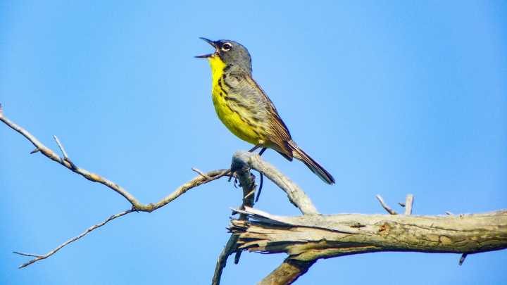 Michigan bird migration map 2025. How to track their progress