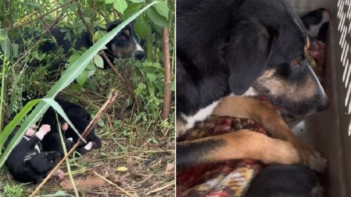 A Struggling Mama Dog And Her Babies In Texas Were Overlooked By All Until A Hero Appeared
