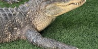Wildlife Encounters encourages animal education at Nebraska State Fair