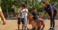 Zoo about an hour from Cambridge launches adorable free-roaming robotic baby dinosaurs