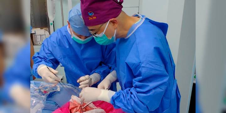 Por primera vez, realizaron un trasplante de pulmón de cerdo en un paciente de 39 años