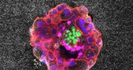Embryos small but mighty, first live videos show