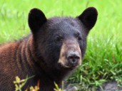 Lindsay Cross blasts ‘wildlife cruelty’ in proposed 2025 bear hunt, urges FWC to shoot it down