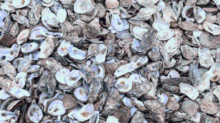 University of Southern Mississippi begins construction on new oyster hatchery