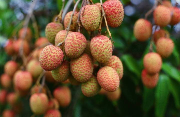 Plant Doctor: Lychee sometimes take a break from bearing fruit