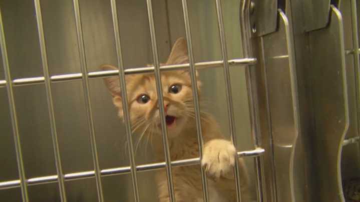 Animal shelters fear closure amid new regulations