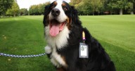 Why the origin of the word 'dog' remains a mystery