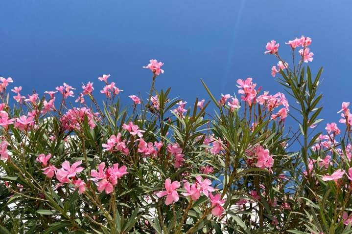 Where have all the oleander bushes planted along the freeways gone?