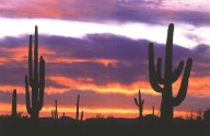 Landscape class coming to Surprise Education Center