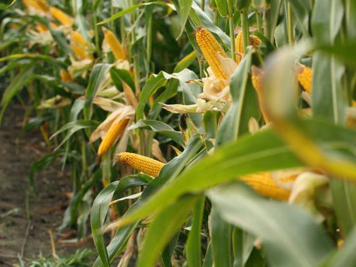 Maíz de baja estatura: los beneficios y las claves de manejo para lograr el máximo potencial