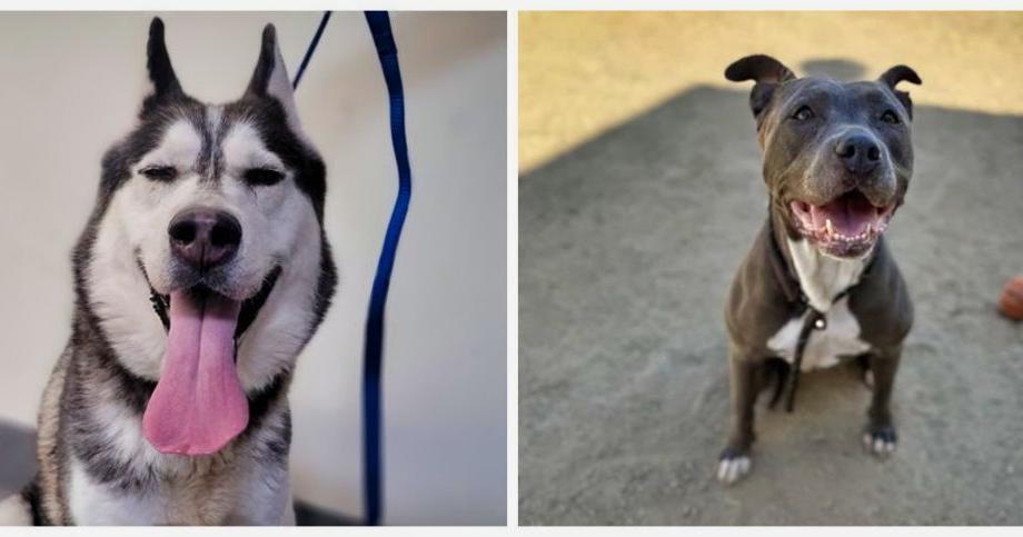 Meet Mikey and Kahaleesi: Eastsider Pets of the Week!