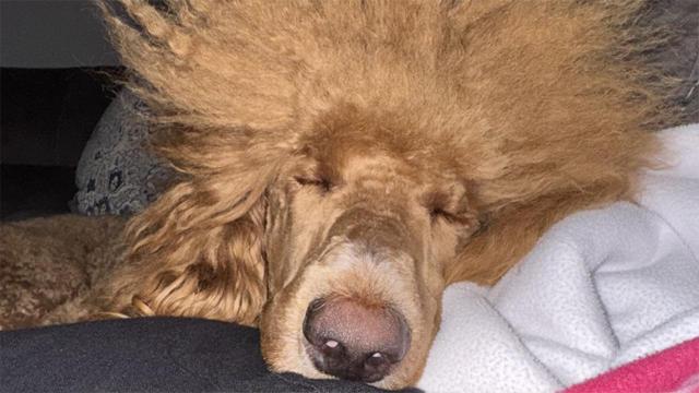 National Dog Day: WRAL News celebrates your furry family members on National Dog Day