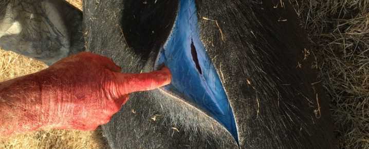 Wild Pigs Turn 'Neon Blue' in California, Triggering Warnings