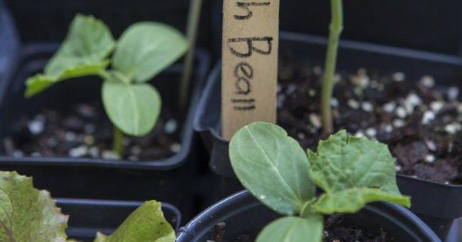 Budding gardeners can learn more about fall planting at free Aug. 14 workshop