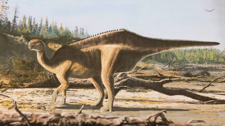 Newly Identified Dinosaur Grew a Giant Back Sail Just to Have Sex