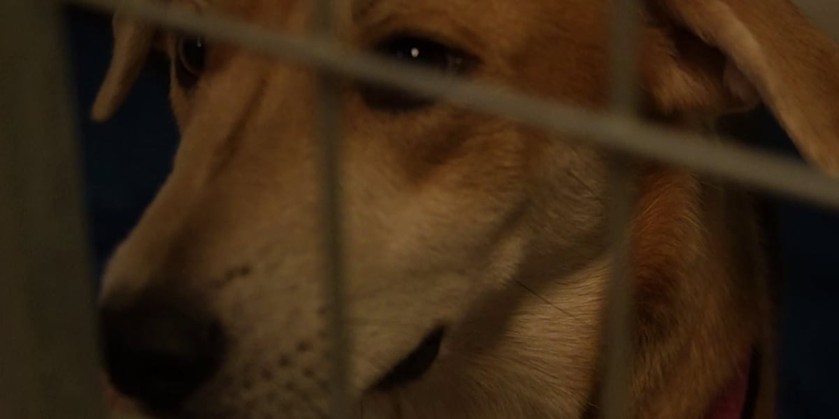 Springfield’s Rescue One searching for homes for more than 60 dogs rescued from home in May